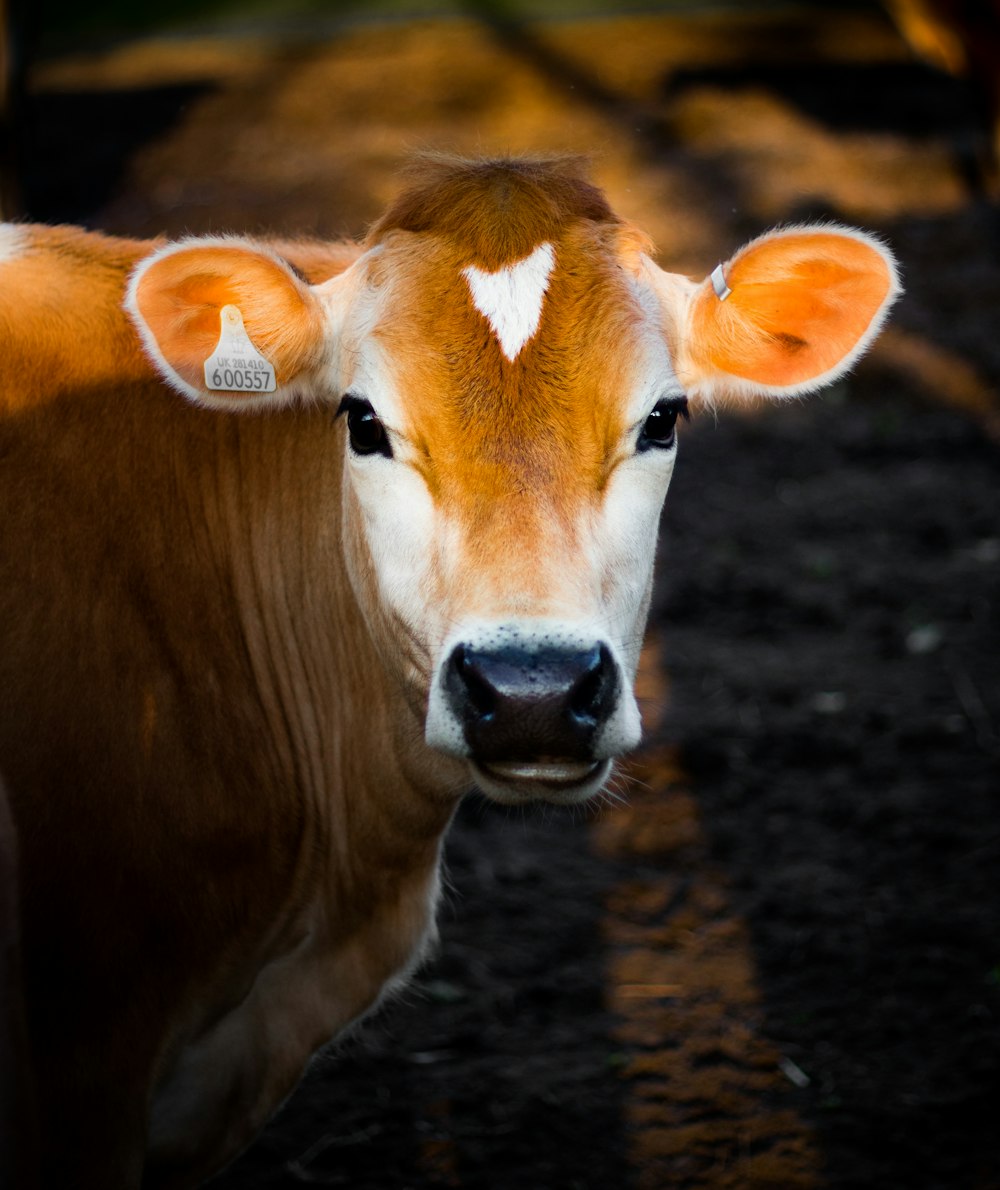 Quality vet & agri supplies for Nepal